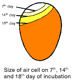 Goose Egg Incubation Chart